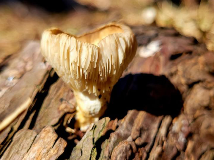 Tinny little brown mushroom growing out of a log