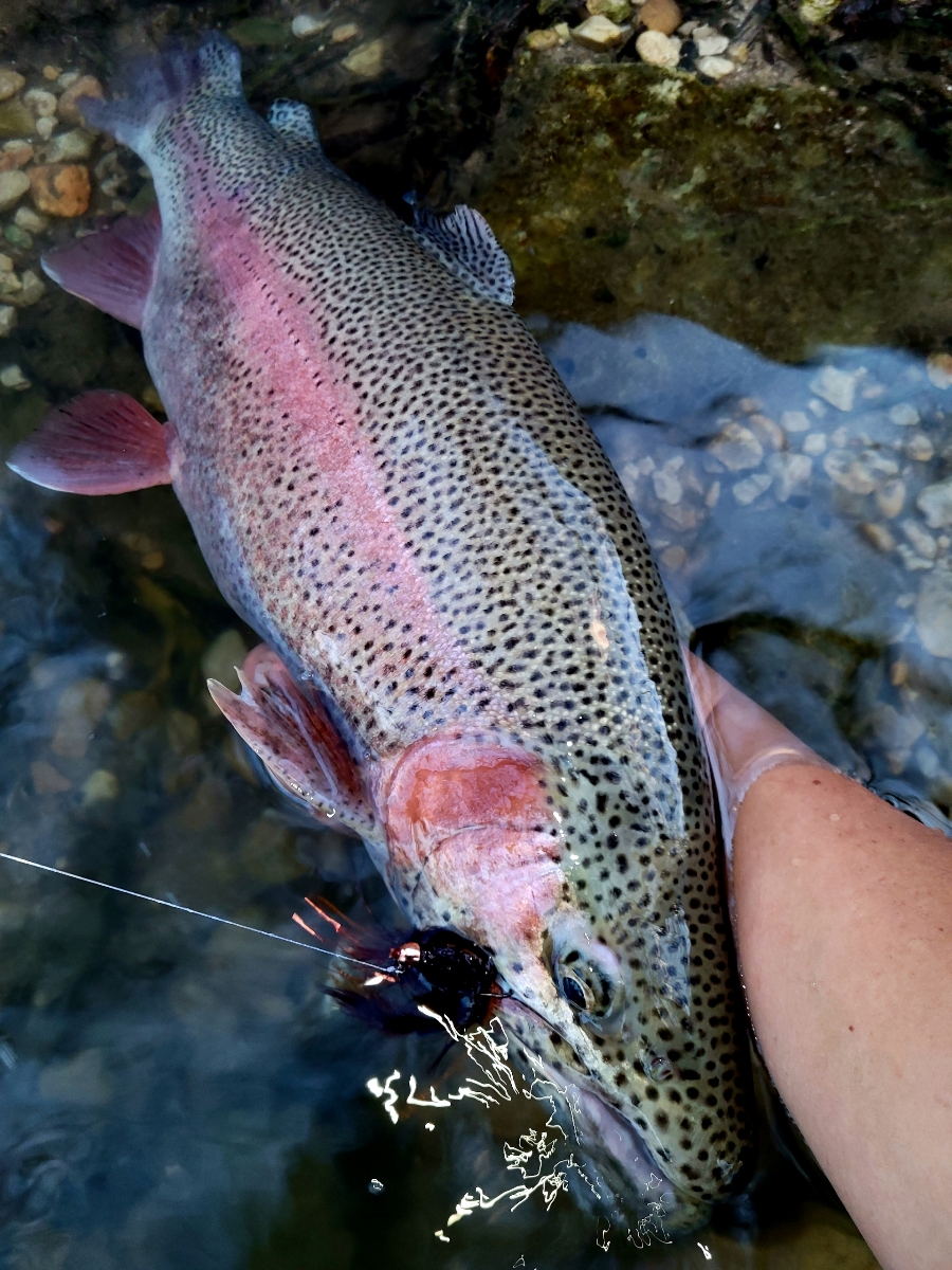 wild rainbow trout being released in the river. 