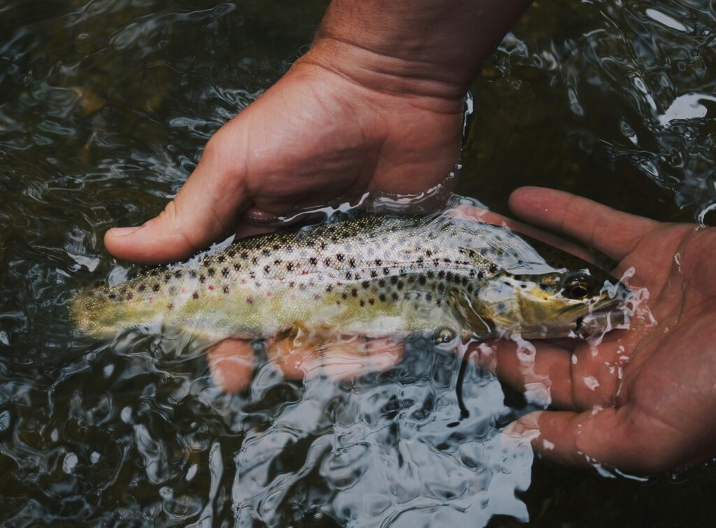 beautifly brown trout held in the hands of an angler in the river