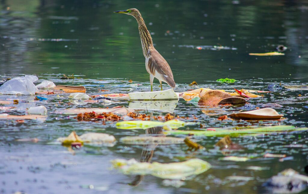 Blue hearing walking through theriver surrounded by trash